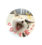 家もんすたんぷgicoazickatze ギコアヂク（個別スタンプ：2）