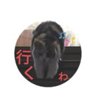 家もんすたんぷgicoazickatze ギコアヂク（個別スタンプ：6）