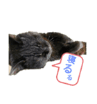 家もんすたんぷgicoazickatze ギコアヂク（個別スタンプ：7）
