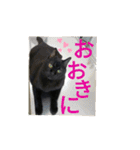 家もんすたんぷgicoazickatze ギコアヂク（個別スタンプ：12）