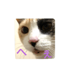 家もんすたんぷgicoazickatze ギコアヂク（個別スタンプ：13）