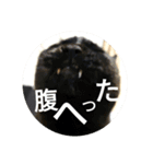 家もんすたんぷgicoazickatze ギコアヂク（個別スタンプ：14）