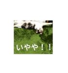 家もんすたんぷgicoazickatze ギコアヂク（個別スタンプ：16）