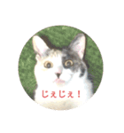 家もんすたんぷgicoazickatze ぎこあぢく（個別スタンプ：1）