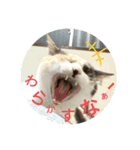家もんすたんぷgicoazickatze ぎこあぢく（個別スタンプ：2）