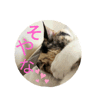 家もんすたんぷgicoazickatze ぎこあぢく（個別スタンプ：3）