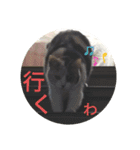 家もんすたんぷgicoazickatze ぎこあぢく（個別スタンプ：6）