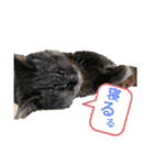 家もんすたんぷgicoazickatze ぎこあぢく（個別スタンプ：8）