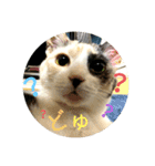 家もんすたんぷgicoazickatze ぎこあぢく（個別スタンプ：12）
