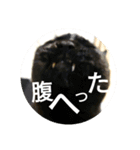 家もんすたんぷgicoazickatze ぎこあぢく（個別スタンプ：14）