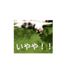 家もんすたんぷgicoazickatze ぎこあぢく（個別スタンプ：16）