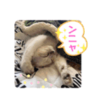 こゆちのスタンプ（個別スタンプ：4）