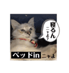 こゆちのスタンプ（個別スタンプ：5）