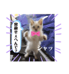 こゆちのスタンプ（個別スタンプ：17）