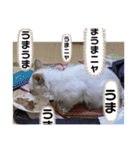 こゆちのスタンプ（個別スタンプ：19）