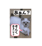 こゆちのスタンプ（個別スタンプ：25）