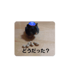 TP  スタンプ（個別スタンプ：5）
