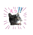 おネコ 3（個別スタンプ：24）