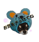 プリティーチワワのカイちん2（個別スタンプ：2）