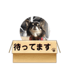 プリティーチワワのカイちん2（個別スタンプ：14）