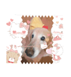 ダックスフンドびーちゃん【16】（個別スタンプ：3）