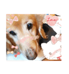 ダックスフンドびーちゃん【16】（個別スタンプ：5）