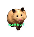 キンクマハムスターたんぽぽの日常2（個別スタンプ：1）