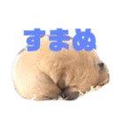 キンクマハムスターたんぽぽの日常2（個別スタンプ：3）