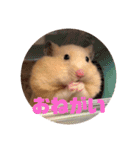 キンクマハムスターたんぽぽの日常2（個別スタンプ：4）