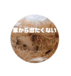キンクマハムスターたんぽぽの日常2（個別スタンプ：8）