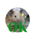 キンクマハムスターたんぽぽの日常2（個別スタンプ：10）