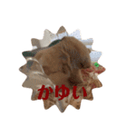 キンクマハムスターたんぽぽの日常2（個別スタンプ：11）
