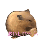 キンクマハムスターたんぽぽの日常2（個別スタンプ：12）