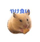 キンクマハムスターたんぽぽの日常2（個別スタンプ：13）