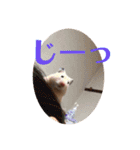 キンクマハムスターたんぽぽの日常2（個別スタンプ：16）