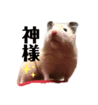 キンクマハムスターたんぽぽの日常2（個別スタンプ：17）