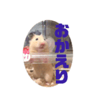キンクマハムスターたんぽぽの日常2（個別スタンプ：19）