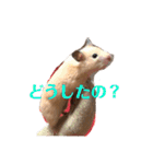 キンクマハムスターたんぽぽの日常2（個別スタンプ：20）