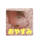 キンクマハムスターたんぽぽの日常2（個別スタンプ：22）