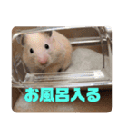 キンクマハムスターたんぽぽの日常2（個別スタンプ：23）
