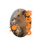 キンクマハムスターたんぽぽの日常2（個別スタンプ：24）