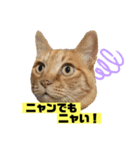 茶虎のニャン神タイガーっス（個別スタンプ：2）