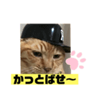 茶虎のニャン神タイガーっス（個別スタンプ：7）