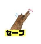 茶虎のニャン神タイガーっス（個別スタンプ：8）