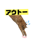 茶虎のニャン神タイガーっス（個別スタンプ：9）