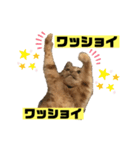 茶虎のニャン神タイガーっス（個別スタンプ：10）