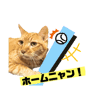 茶虎のニャン神タイガーっス（個別スタンプ：12）