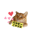 茶虎のニャン神タイガーっス（個別スタンプ：13）