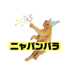 茶虎のニャン神タイガーっス（個別スタンプ：14）
