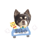 Lucy②（個別スタンプ：4）